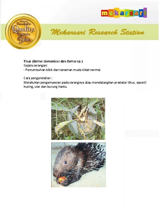 Tikus (Rattus tiomanicus dan Rattus sp. ) Gejala serangan: - Pertumbuhan bibit dan tanaman