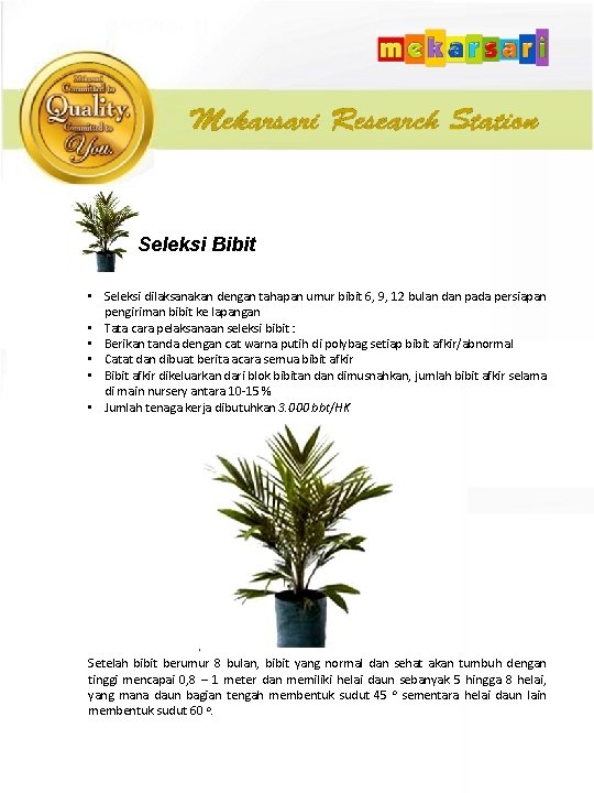 Seleksi Bibit • Seleksi dilaksanakan dengan tahapan umur bibit 6, 9, 12 bulan dan
