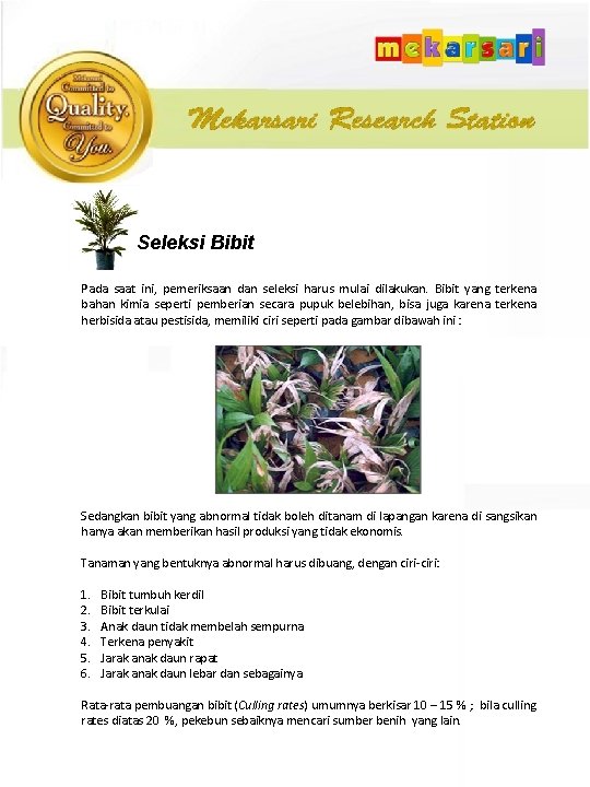 Seleksi Bibit Pada saat ini, pemeriksaan dan seleksi harus mulai dilakukan. Bibit yang terkena