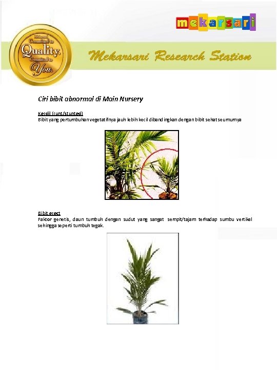 Ciri bibit abnormal di Main Nursery Kerdil (runt/stunted) Bibit yang pertumbuhan vegetatifnya jauh lebih