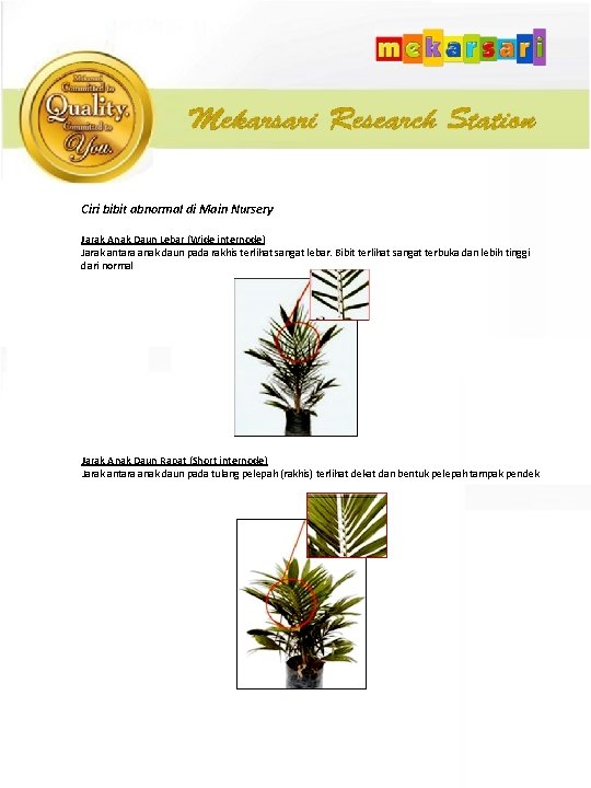 Ciri bibit abnormal di Main Nursery Jarak Anak Daun Lebar (Wide internode) Jarak antara