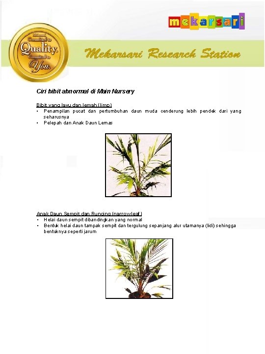 Ciri bibit abnormal di Main Nursery Bibit yang layu dan lemah (limp) • Penampilan