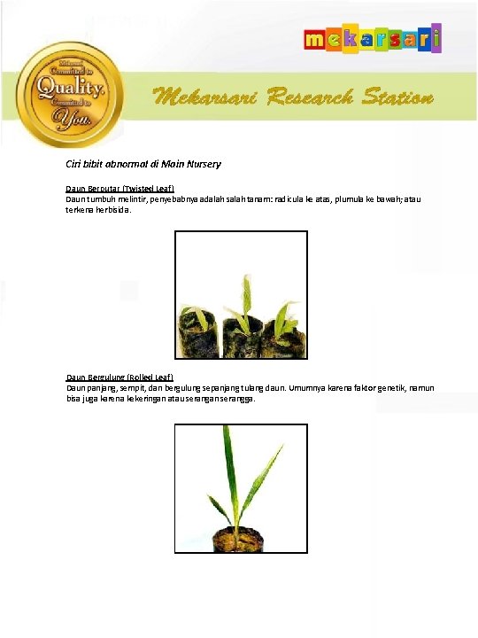Ciri bibit abnormal di Main Nursery Daun Berputar (Twisted Leaf) Daun tumbuh melintir, penyebabnya