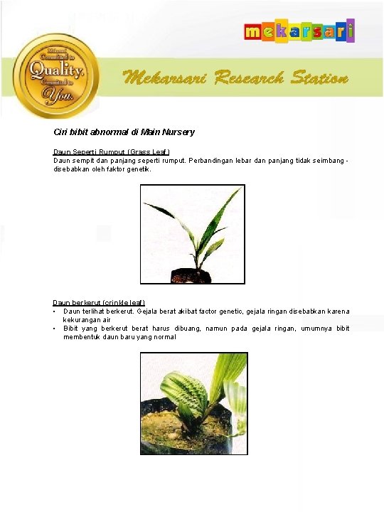 Ciri bibit abnormal di Main Nursery Daun Seperti Rumput (Grass Leaf) Daun sempit dan