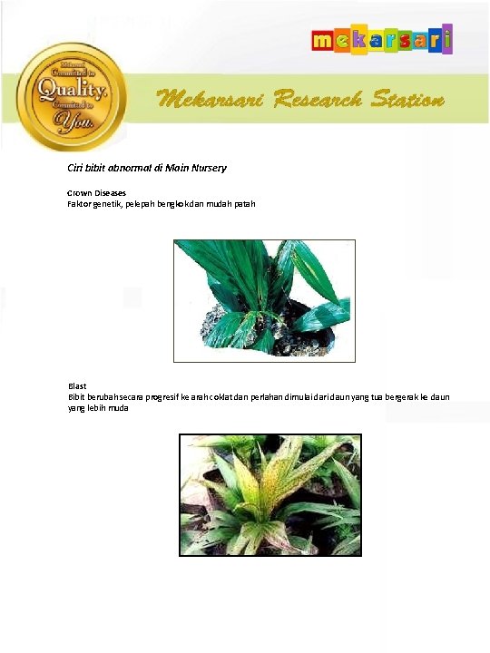 Ciri bibit abnormal di Main Nursery Crown Diseases Faktor genetik, pelepah bengkok dan mudah