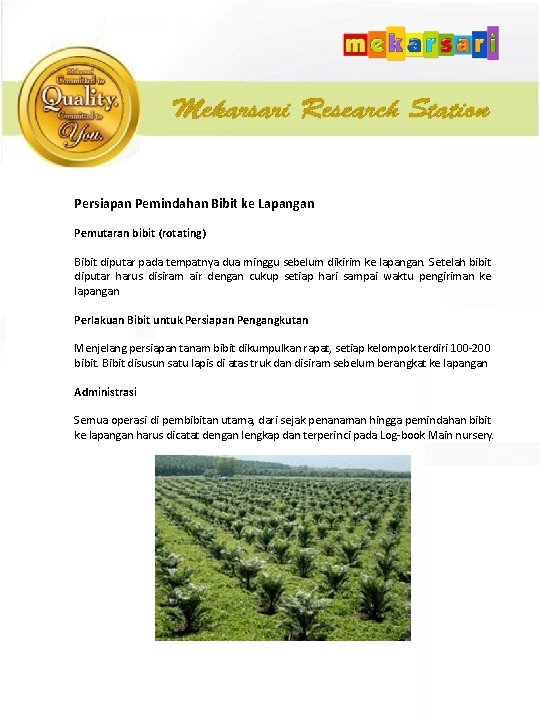 Persiapan Pemindahan Bibit ke Lapangan Pemutaran bibit (rotating) Bibit diputar pada tempatnya dua minggu