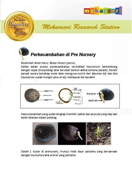 Perkecambahan di Pre Nursery Kecambah Sehat harus Bebas Parasit (jamur) Ketika dalam proses perkecambahan,