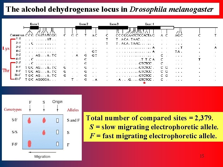 The alcohol dehydrogenase locus in Drosophila melanogaster Total number of compared sites = 2,