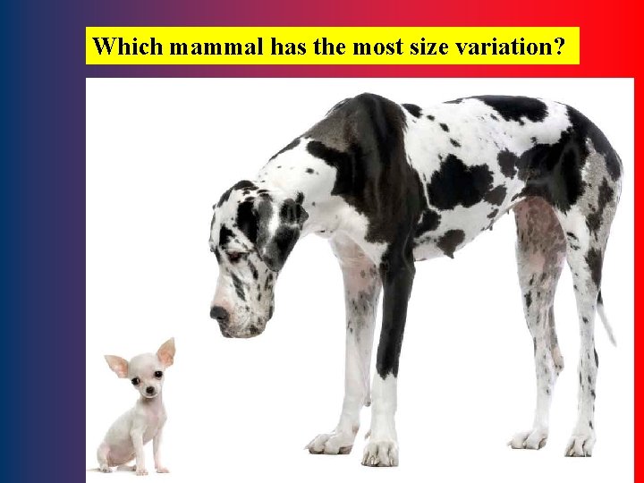 Which mammal has the most size variation? 22 