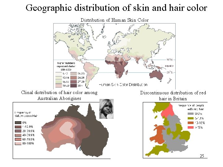 Geographic distribution of skin and hair color Distribution of Human Skin Color Clinal distribution