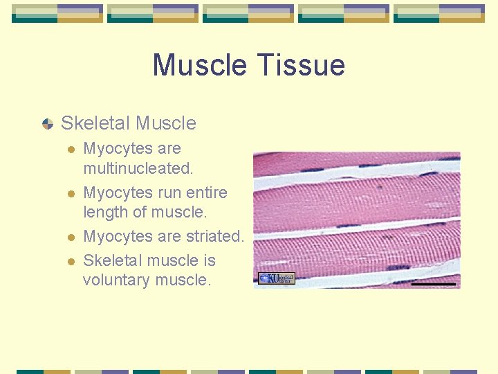 Muscle Tissue Skeletal Muscle l l Myocytes are multinucleated. Myocytes run entire length of