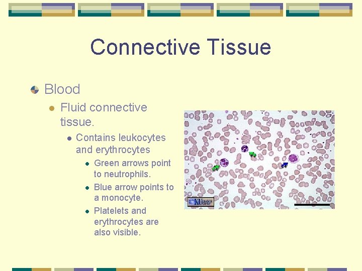 Connective Tissue Blood l Fluid connective tissue. l Contains leukocytes and erythrocytes l l