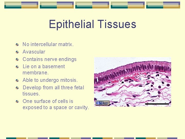 Epithelial Tissues No intercellular matrix. Avascular Contains nerve endings Lie on a basement membrane.