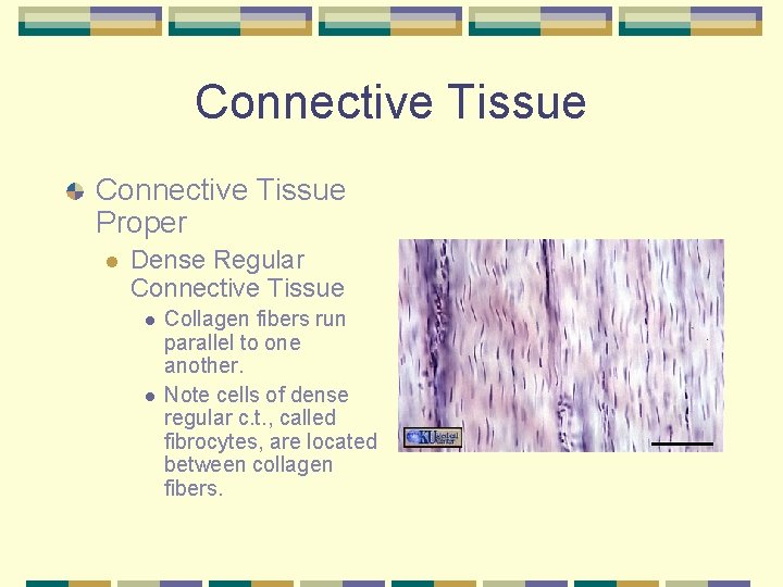 Connective Tissue Proper l Dense Regular Connective Tissue l l Collagen fibers run parallel
