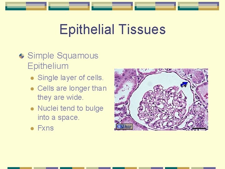 Epithelial Tissues Simple Squamous Epithelium l l Single layer of cells. Cells are longer