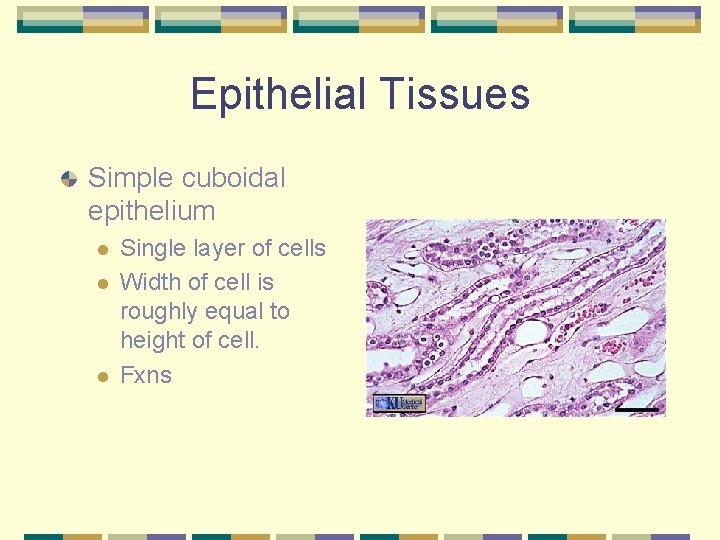Epithelial Tissues Simple cuboidal epithelium l l l Single layer of cells Width of