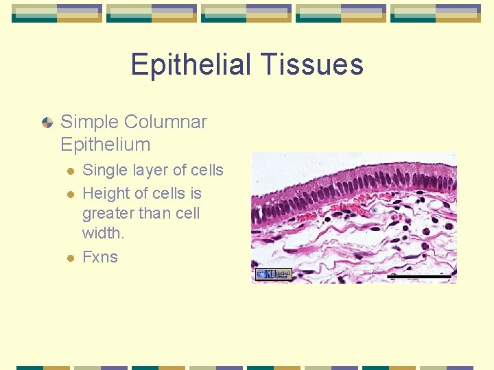 Epithelial Tissues Simple Columnar Epithelium l l l Single layer of cells Height of