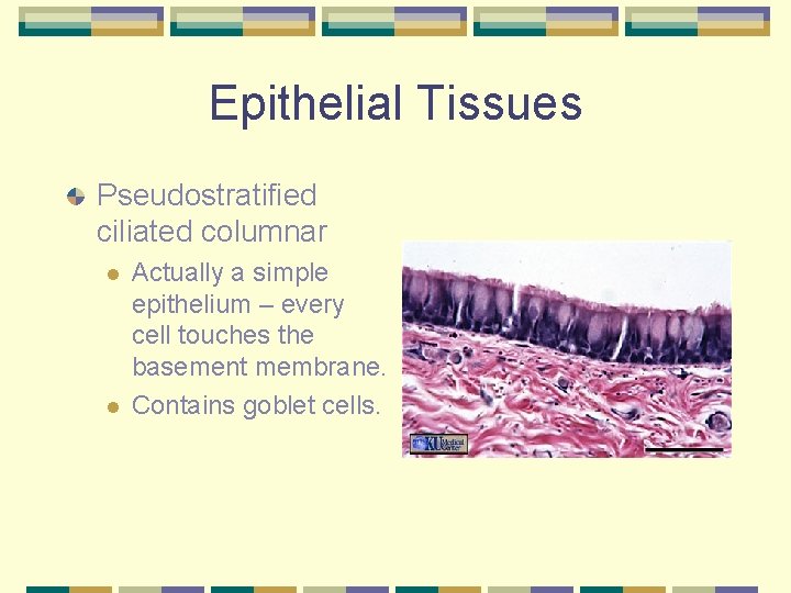 Epithelial Tissues Pseudostratified ciliated columnar l l Actually a simple epithelium – every cell