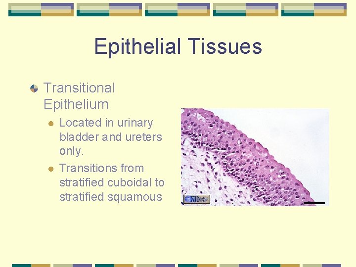 Epithelial Tissues Transitional Epithelium l l Located in urinary bladder and ureters only. Transitions