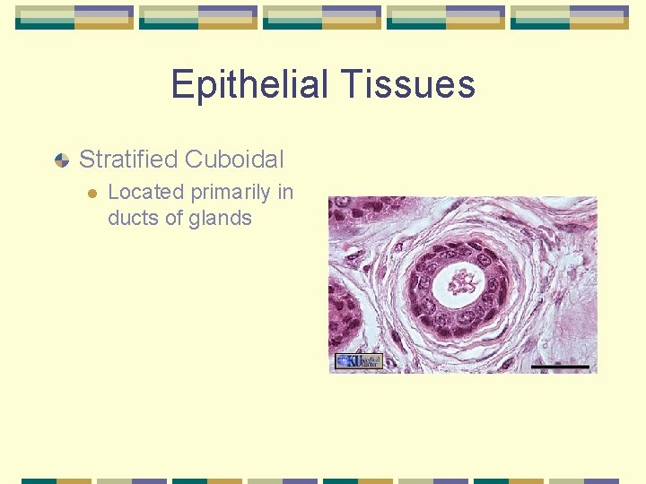 Epithelial Tissues Stratified Cuboidal l Located primarily in ducts of glands 