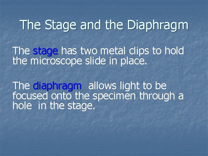 The Stage and the Diaphragm The stage has two metal clips to hold the