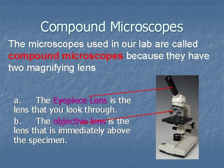 Compound Microscopes The microscopes used in our lab are called compound microscopes because they