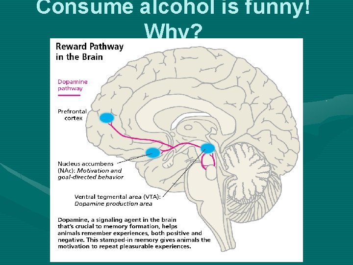 Consume alcohol is funny! Why? 