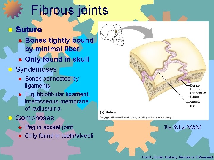 Fibrous joints ® Suture Bones tightly bound by minimal fiber ® Only found in