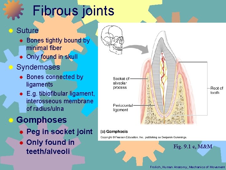 Fibrous joints ® Suture ® ® ® Bones tightly bound by minimal fiber Only
