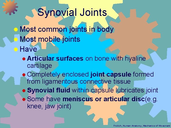 Synovial Joints ® Most common joints in body ® Most mobile joints ® Have