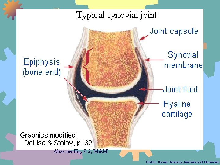 Also see Fig. 9. 3, M&M Frolich, Human Anatomy, Mechanics of Movement 