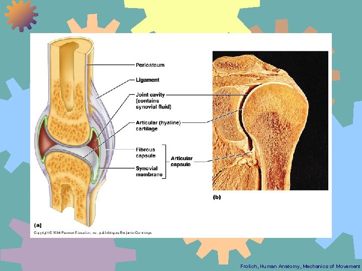 Frolich, Human Anatomy, Mechanics of Movement 