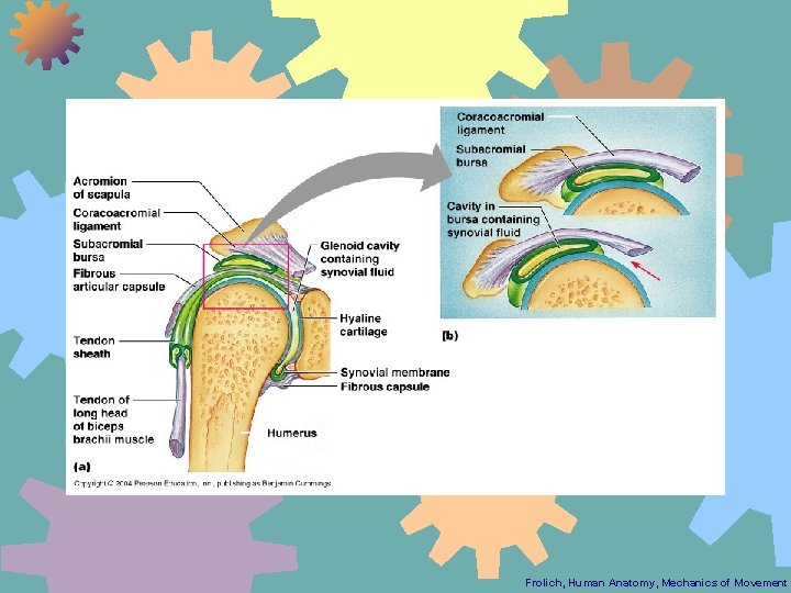 Frolich, Human Anatomy, Mechanics of Movement 