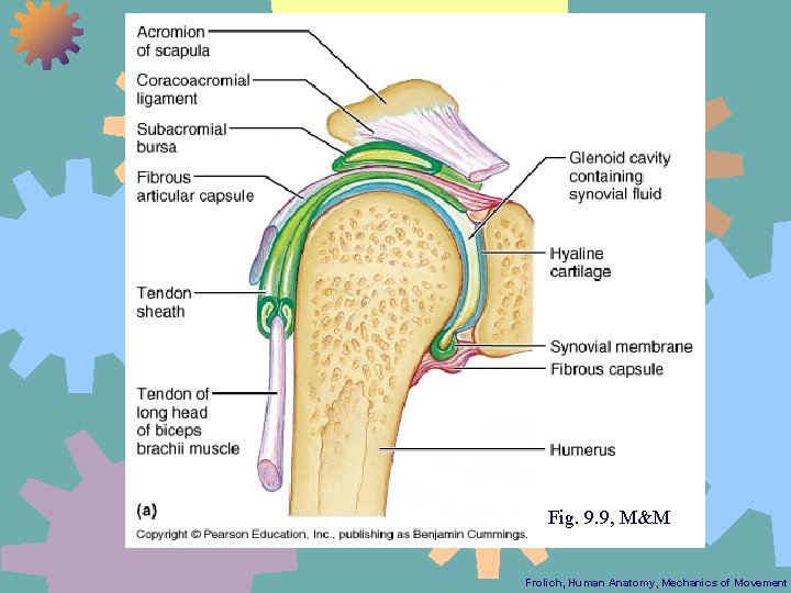 Fig. 9. 9, M&M Frolich, Human Anatomy, Mechanics of Movement 