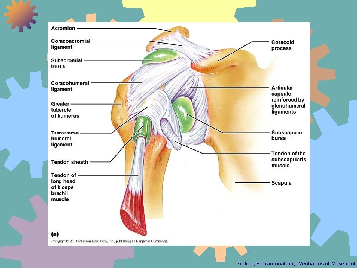 Frolich, Human Anatomy, Mechanics of Movement 