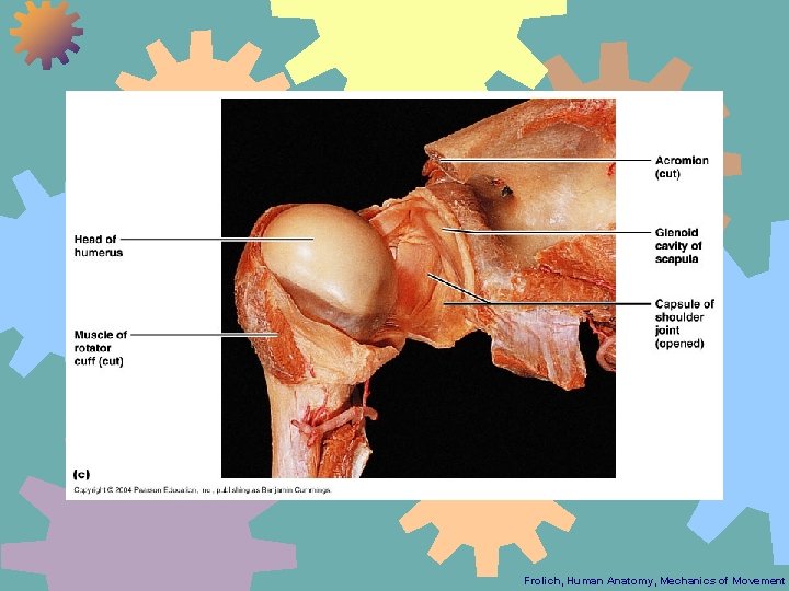 Frolich, Human Anatomy, Mechanics of Movement 
