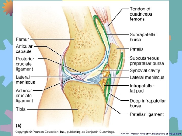 Frolich, Human Anatomy, Mechanics of Movement 