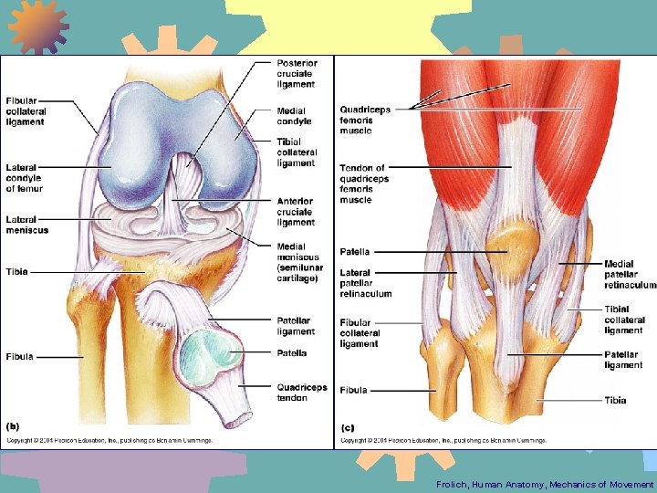 Frolich, Human Anatomy, Mechanics of Movement 