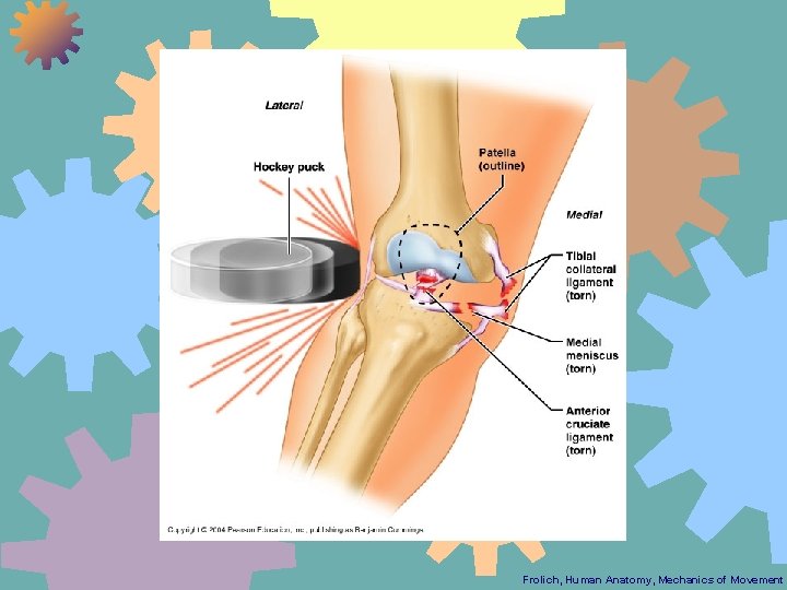 Frolich, Human Anatomy, Mechanics of Movement 
