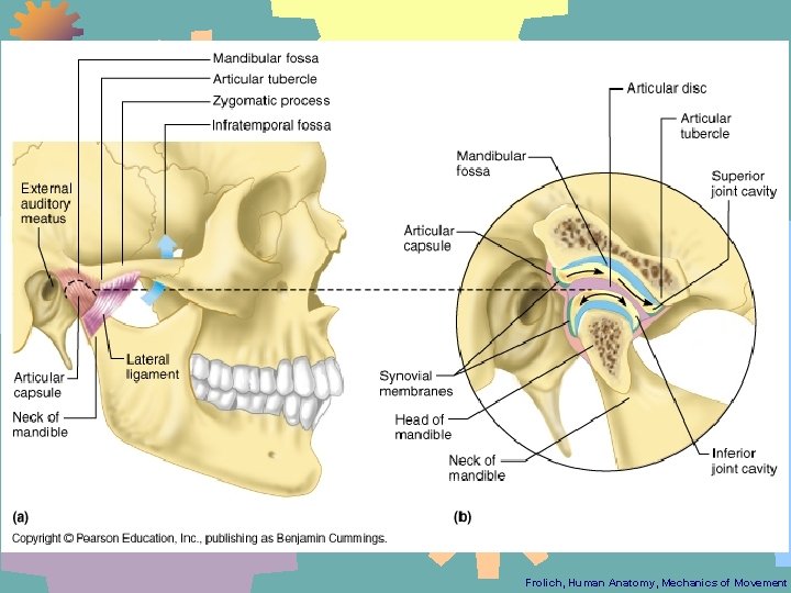 Frolich, Human Anatomy, Mechanics of Movement 
