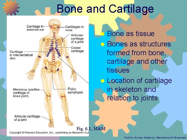 Bone and Cartilage ® Bone as tissue ® Bones as structures formed from bone,