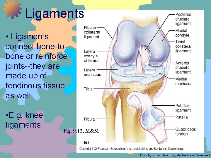 Ligaments • Ligaments connect bone-tobone or reinforce joints--they are made up of tendinous tissue