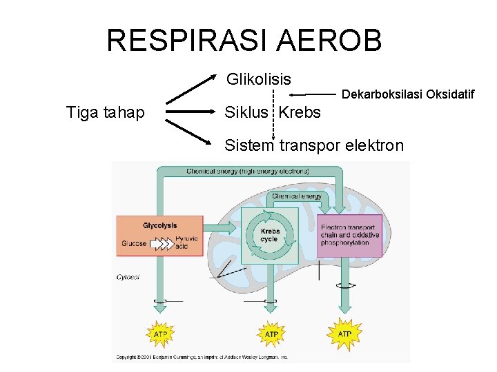 RESPIRASI AEROB Glikolisis Tiga tahap Dekarboksilasi Oksidatif Siklus Krebs Sistem transpor elektron 