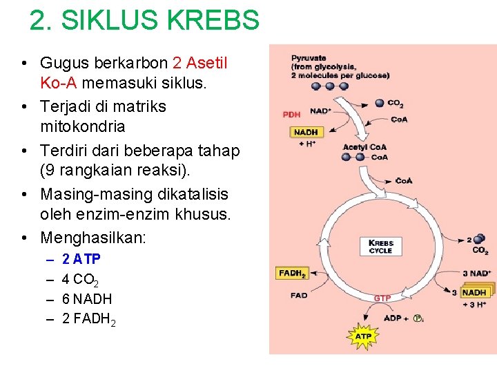 2. SIKLUS KREBS • Gugus berkarbon 2 Asetil Ko-A memasuki siklus. • Terjadi di