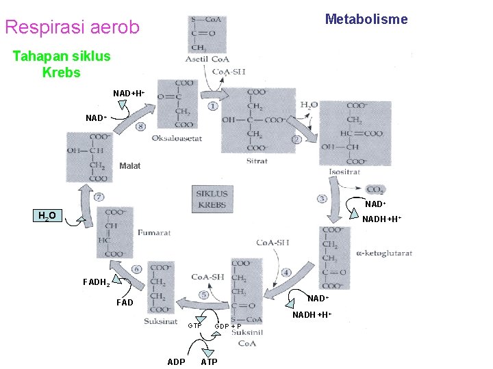 Metabolisme Respirasi aerob Tahapan siklus Krebs NAD+H+ NAD+ Malat NAD+ H 2 O NADH