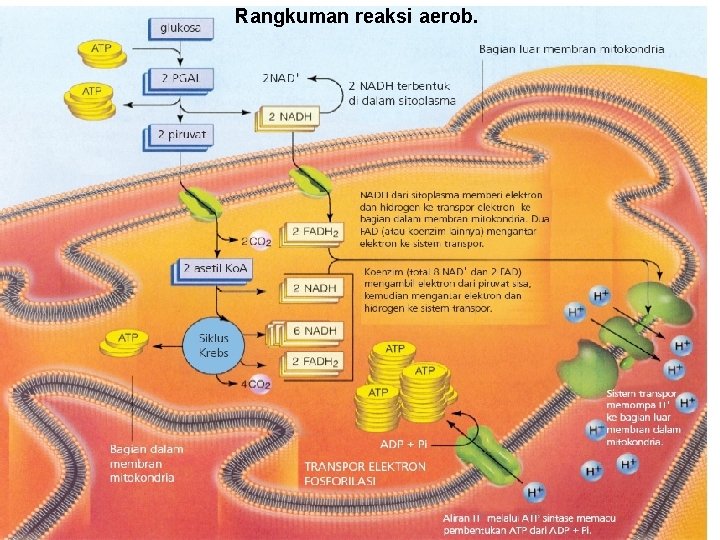 Rangkuman reaksi aerob. 