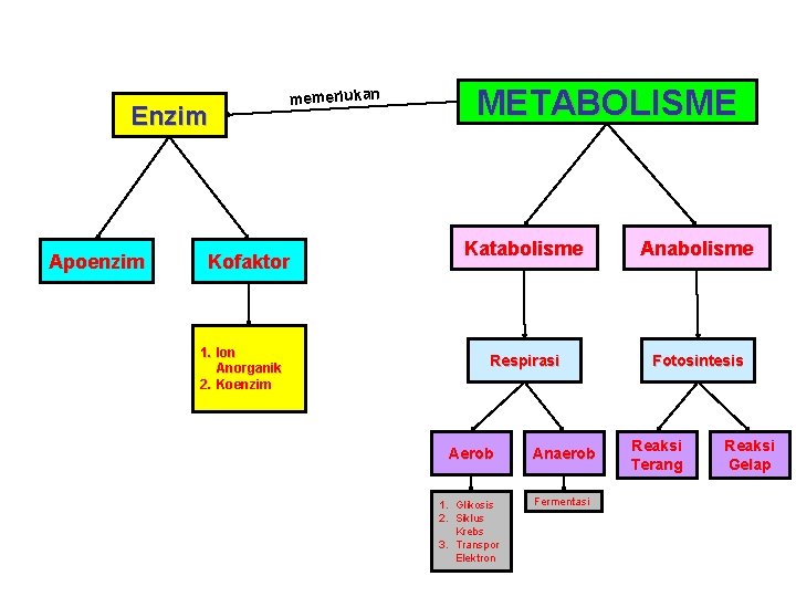 Enzim Apoenzim METABOLISME memerlukan Kofaktor 1. Ion Anorganik 2. Koenzim Katabolisme Anabolisme Respirasi Fotosintesis