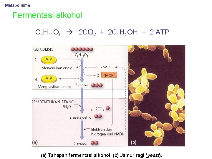 Metabolisme Fermentasi alkohol C 6 H 12 O 6 2 CO 2 + 2
