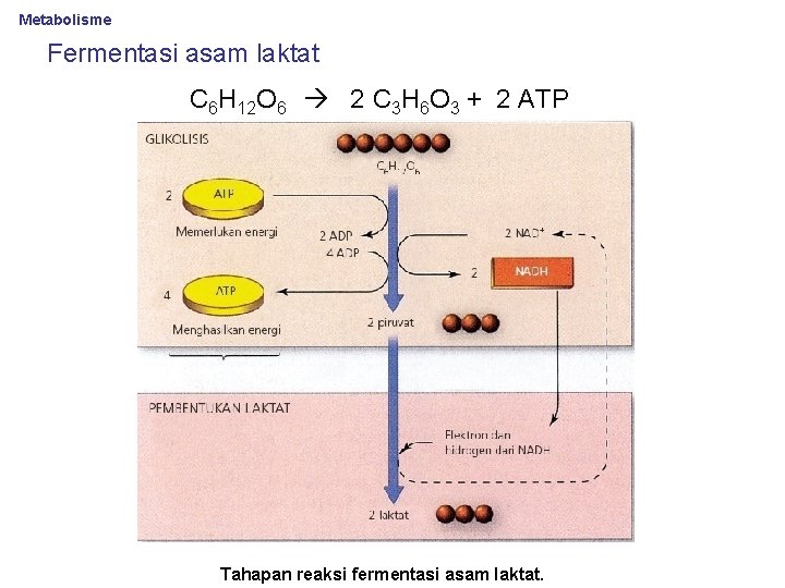 Metabolisme Fermentasi asam laktat C 6 H 12 O 6 2 C 3 H