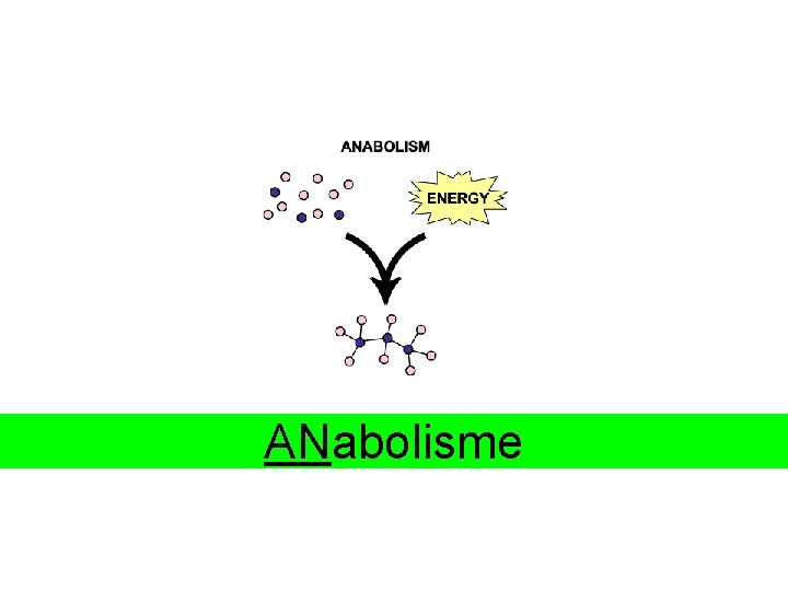 ANabolisme 